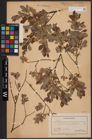 Foto von Salix aurita L. x Salix myrtilloides L.